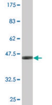 Monoclonal Anti-SNCB antibody produced in mouse clone 3H4, purified immunoglobulin, buffered aqueous solution