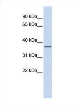 Anti-LRRC25 antibody produced in rabbit affinity isolated antibody