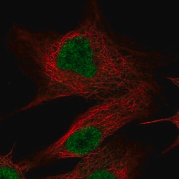 Anty-OLFM2 Prestige Antibodies&#174; Powered by Atlas Antibodies, affinity isolated antibody