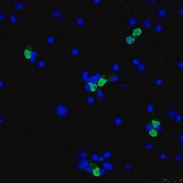 Anticorps anti-NeuN (de lapin), conjugué au colorant Alexa&nbsp;Fluor&#8482;&nbsp;488 from rabbit, ALEXA FLUOR&#8482; 488