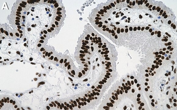 Anti-CTBP2 Antibody, clone 1C2 ZooMAb&#174; Rabbit Monoclonal recombinant, expressed in HEK 293 cells