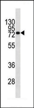 MONOCLONAL ANTI-CD138 antibody produced in mouse clone 480CT5.4.3, crude ascites, buffered aqueous solution