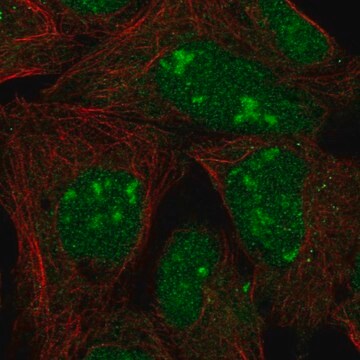 抗L3MBTL3抗体 ウサギ宿主抗体 Prestige Antibodies&#174; Powered by Atlas Antibodies, affinity isolated antibody