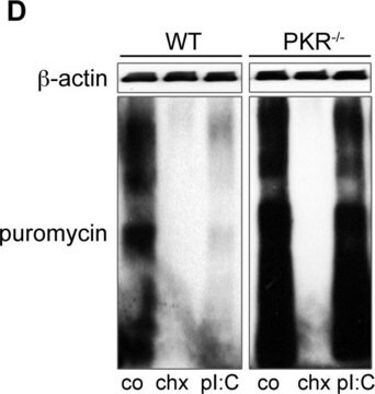 Anti-Puromycin-Antikörper, Klon 12D10 clone 12D10, from mouse