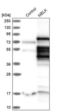 Anti-MELK antibody produced in rabbit Prestige Antibodies&#174; Powered by Atlas Antibodies, affinity isolated antibody, buffered aqueous glycerol solution