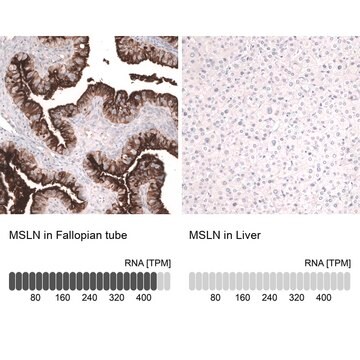 Monoclonal Anti-Msln Antibody Produced In Mouse Prestige Antibodies&#174; Powered by Atlas Antibodies, clone CL13965, affinity isolated antibody, buffered aqueous glycerol solution