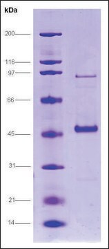 p53 (1-342) C-terminal deletion human recombinant, expressed in insect cells, &#8805;80% (SDS-PAGE)