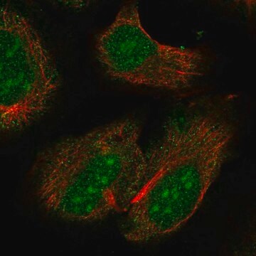 Anti-Rxrb Antibody Produced In Rabbit Prestige Antibodies&#174; Powered by Atlas Antibodies, affinity isolated antibody, buffered aqueous glycerol solution