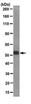 Anticuerpo anti-c-Myc, clon 9E10 clone 9E10, from mouse