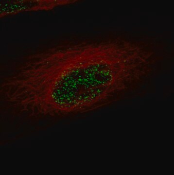 Przeciwciało monoklonalne anty-Zeb2 wytwarzane u myszy Prestige Antibodies&#174; Powered by Atlas Antibodies, clone CL13467, affinity isolated antibody, buffered aqueous glycerol solution