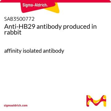 Anti-HB29 antibody produced in rabbit affinity isolated antibody