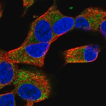 Anti-COQ10A antibody produced in rabbit Prestige Antibodies&#174; Powered by Atlas Antibodies, affinity isolated antibody