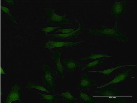 ANTI-MAPKAPK2 antibody produced in mouse clone 1F9, purified immunoglobulin, buffered aqueous solution