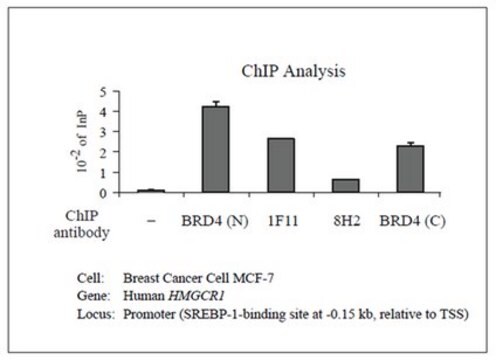 Anticorps anti-Brd4, clone 1F11 clone 1F11, from mouse