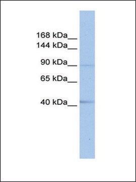 Anti-SENP6 antibody produced in rabbit affinity isolated antibody