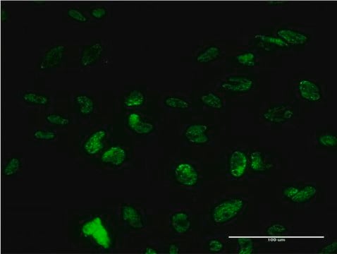 Monoclonal Anti-PUF60 antibody produced in mouse clone 1C1, purified immunoglobulin, buffered aqueous solution