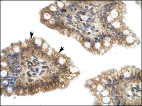 Anti-NUCB2 (AB2) antibody produced in rabbit IgG fraction of antiserum