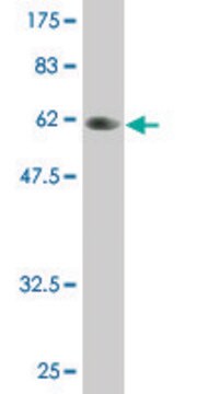 Monoclonal Anti-PLSCR3 antibody produced in mouse clone 4B5, purified immunoglobulin, buffered aqueous solution