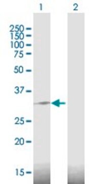 Anti-DDIT4 antibody produced in mouse purified immunoglobulin, buffered aqueous solution