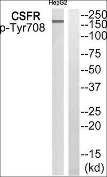 Anti-phospho-CSFR (pTyr708) antibody produced in rabbit affinity isolated antibody