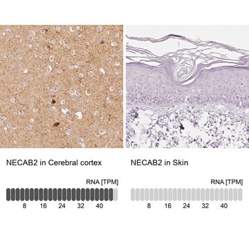 抗-NECAB2 兔抗 affinity isolated antibody, buffered aqueous glycerol solution