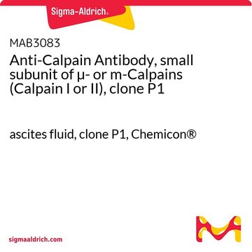 Anticorpo anti-calpaina, subunità piccola della &#181;- o m-calpaina (calpaina I o II), clone P1 ascites fluid, clone P1, Chemicon&#174;