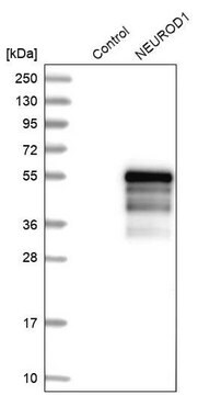 抗NEUROD1抗体 ウサギ宿主抗体 Prestige Antibodies&#174; Powered by Atlas Antibodies, affinity isolated antibody, buffered aqueous glycerol solution