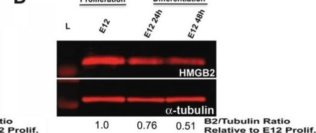 Anti-Tubulin-Antikörper, Beta-III-Isoform, C-Terminus, Klon TU-20 (TUJ1 ähnlich) ascites fluid, clone TU-20 (Similar to TUJ1), Chemicon&#174;