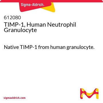 TIMP-1, neutrophile Granulozyten des Menschen, Calbiochem Native TIMP-1 from human granulocyte.