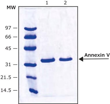 アネキシンV ヒト胎盤由来 &#8805;90% (SDS-PAGE), buffered aqueous solution