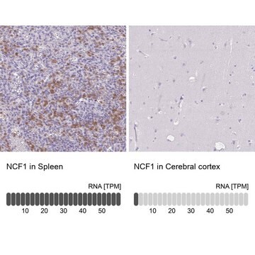 Anti-NCF1 antibody produced in rabbit Prestige Antibodies&#174; Powered by Atlas Antibodies, affinity isolated antibody, buffered aqueous glycerol solution