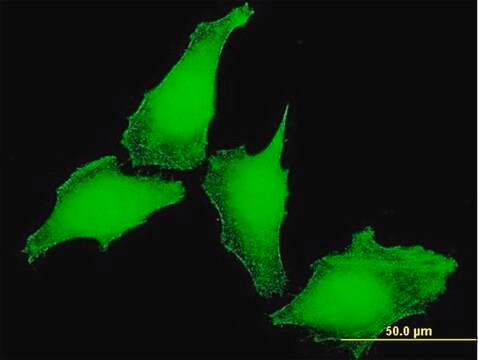 Monoclonal Anti-KCNIP4 antibody produced in mouse clone 1A11, purified immunoglobulin, buffered aqueous solution