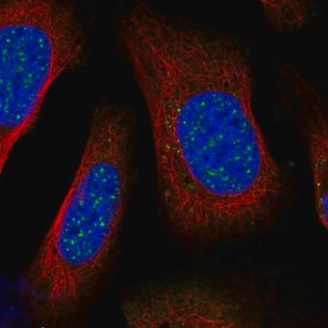 Anti-BARD1 antibody produced in rabbit Prestige Antibodies&#174; Powered by Atlas Antibodies, affinity isolated antibody