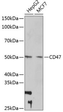 Anty-CD47