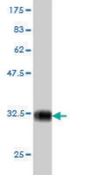 Monoclonal Anti-PIGP antibody produced in mouse clone 2E7, purified immunoglobulin, buffered aqueous solution