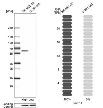 抗-IGSF11 兔抗 Prestige Antibodies&#174; Powered by Atlas Antibodies, affinity isolated antibody, buffered aqueous glycerol solution