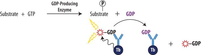 Transcreener&#174; GDP TR-FRET Assay