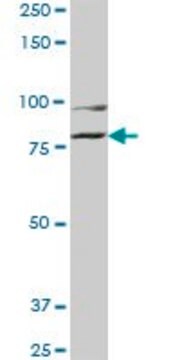 Monoclonal Anti-COG2, (C-terminal) antibody produced in mouse clone 3H8, purified immunoglobulin, buffered aqueous solution