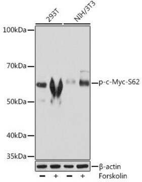 Anti-Phospho-c-Myc-S62 antibody produced in rabbit