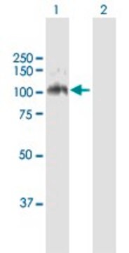 Anti-LDLR antibody produced in mouse purified immunoglobulin, buffered aqueous solution