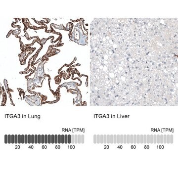 Monoclonal Anti-ITGA3 antibody produced in mouse Prestige Antibodies&#174; Powered by Atlas Antibodies, clone CL6937, purified immunoglobulin, buffered aqueous glycerol solution