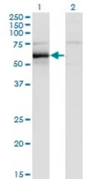 Monoclonal Anti-HCK, (C-terminal) antibody produced in mouse clone 1D9-1A9, purified immunoglobulin, buffered aqueous solution