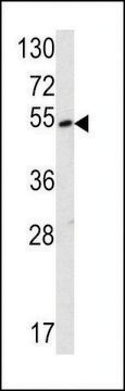 ANTI-SUV4-20H2 (CENTER) antibody produced in rabbit purified immunoglobulin, buffered aqueous solution