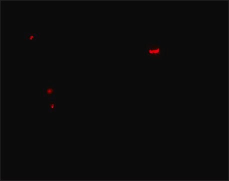 Anti-PANX1 antibody produced in rabbit affinity isolated antibody