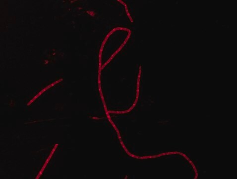 Rhodamine B labeled Ramoplanin For fluorescent microbial imaging