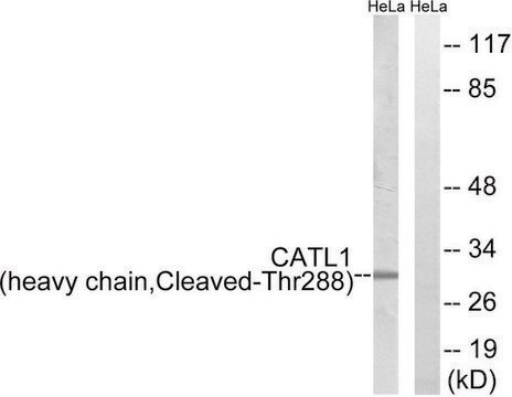 Anti-CATL1 (heavy chain, Cleaved-Thr288) antibody produced in rabbit affinity isolated antibody