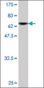 Monoclonal Anti-DNAJA2 antibody produced in mouse clone S1, purified immunoglobulin, buffered aqueous solution