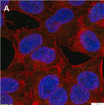 Anti-phospho-c-Fos (Ser32) Antibody, clone 2F15 ZooMAb&#174; Rabbit Monoclonal recombinant, expressed in HEK 293 cells