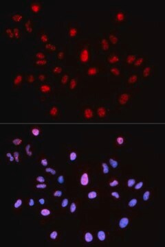 Anti-Phospho-ATM-S1981 antibody produced in rabbit