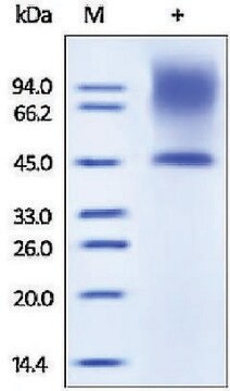 核心蛋白聚糖/骨蛋白聚糖 II 人 recombinant, expressed in HEK 293 cells, &#8805;95% (SDS-PAGE)